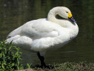 Bewick's Swan (WWT Slimbridge May 2012) - pic by Nigel Key
